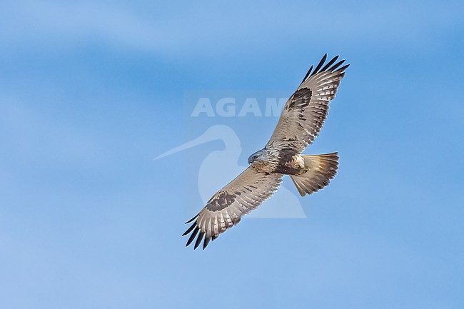 Adult (light morph)
Mackinac Co., MI
April 2025 stock-image by Agami/Brian E Small,
