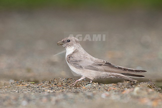 Eurasian Crag Martin (Ptyonoprogne rupestris) collecting nest material in Italy. stock-image by Agami/Alain Ghignone,
