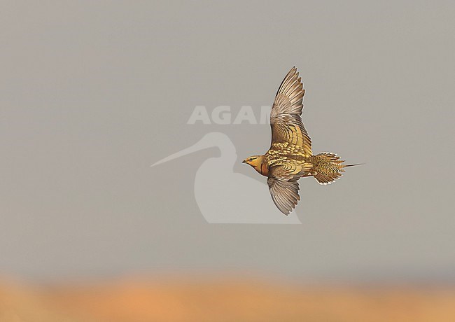 Pin-tailed Sandgrouse (Pterocles alchata) on the steppes of Belchite, Spain. Male in flight. stock-image by Agami/Marc Guyt,