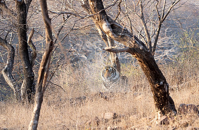 Bengal Tiger, Panthera tigris tigris, in India. stock-image by Agami/Dani Lopez-Velasco,