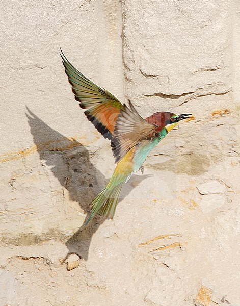 Adult European Bee-eater (Merops apiaster) flying in front of colony in Bulgaria. stock-image by Agami/Marc Guyt,