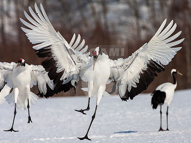 Endangered Red-crowned Crane (Grus japonensis) on Hokkaido in Japan during winter. Two cranes landing and one crane standing in the background. stock-image by Agami/Marc Guyt,