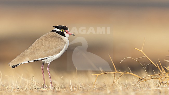 Black-headed Lapwing, Vanellus tectus, in Africa. stock-image by Agami/Ian Davies,