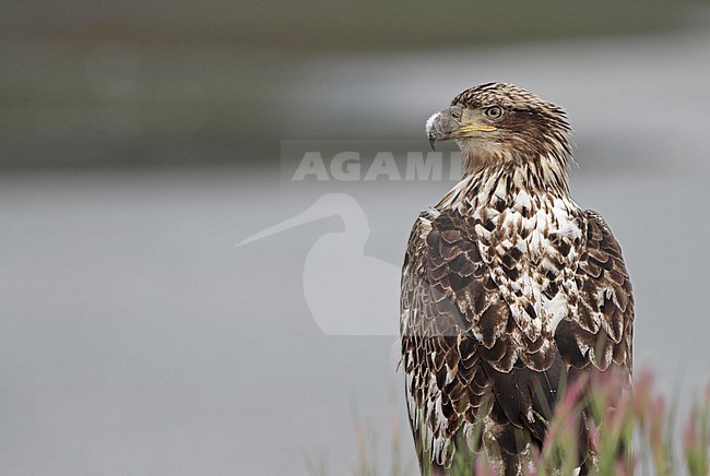 Bald Eagle (Haliaeetus leucocephalus) immature perched stock-image by Agami/Ian Davies,