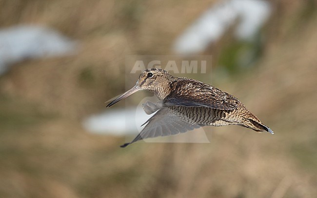 Eurasian Woodcock (Scolopax rusticola) sideview of a bird in flight against background showing upperwing at Blåvand, Denmark stock-image by Agami/Helge Sorensen,