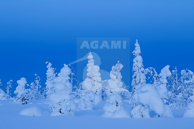 A stunning setting of snow covered pine trees in Northern Finland. stock-image by Agami/Danny Green,