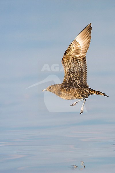First-winter Arctic Skua (Stercorarius parasiticus) on an inlake lake in Germany (Baden-Württemberg). stock-image by Agami/Ralph Martin,