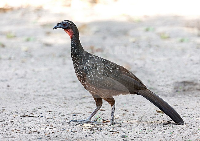 Chestnut-bellied Guan, Penelope ochrogaster, walking on the gorund in the Pantanal, Brazil - Vulnerable species stock-image by Agami/Andy & Gill Swash ,