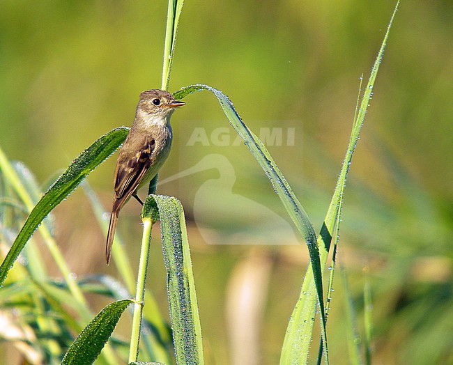 White-throated Flycatcher, Empidonax albigularis stock-image by Agami/Pete Morris,