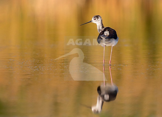 Black-winged Stilt in a Spanish lagoon at sunset stock-image by Agami/Onno Wildschut,