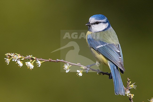 Eurasian Blue Tit (Cyanistes caeruleus), side view of an adult perched on a branch, Campania, Italy stock-image by Agami/Saverio Gatto,