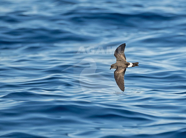 Monteiro's Storm Petrel, Oceanodroma monteiroi, in flight off the island Graciosa in the Azores, Portugal. Also known as Hydrobates monteiroi. stock-image by Agami/Pete Morris,