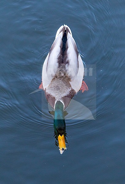Male Mallard (Anas platyrhynchos) in Almere, Netherlands. Eating bread, seen from above. stock-image by Agami/Marc Guyt,