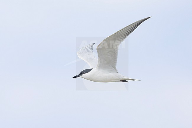 Gull-billed Tern (Gelochelidon nilotica), side view of an adult in flight, Campania, Italy stock-image by Agami/Saverio Gatto,