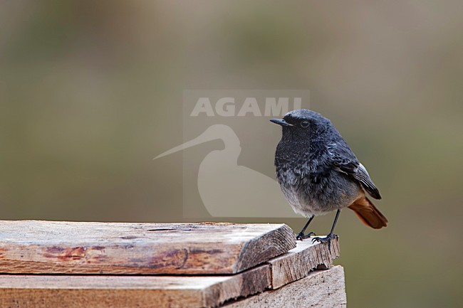 Man Zwarte Roodstaart, Male Black Redstart stock-image by Agami/Rob Olivier,