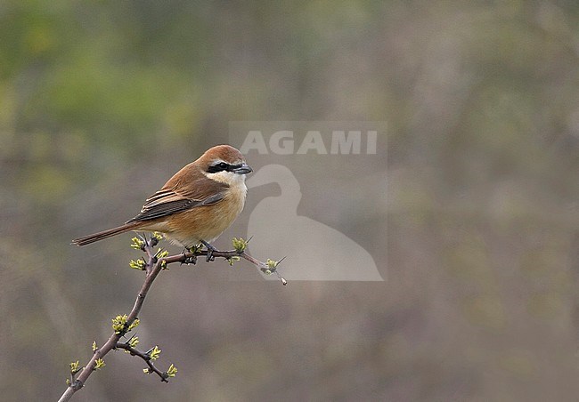 Adult Brown Shrike (Lanius cristatus) perched on a small bush during spring migration in China stock-image by Agami/Bas van den Boogaard,