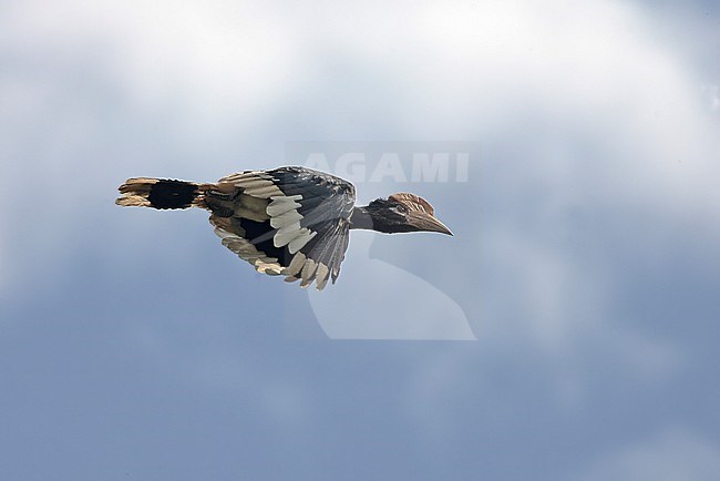 Brown-cheeked Hornbill (Bycanistes cylindricus) in Gola Forest, Sierra Leona. stock-image by Agami/David Monticelli,