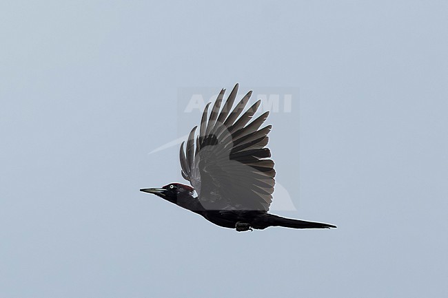 Adult male Black Woodpecker, Dryocopus martius) in flight, found in Fehér in Hungary stock-image by Agami/Mathias Putze,