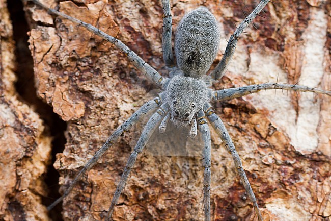 Pardosa saturatior, Germany (Bavaria) stock-image by Agami/Ralph Martin,