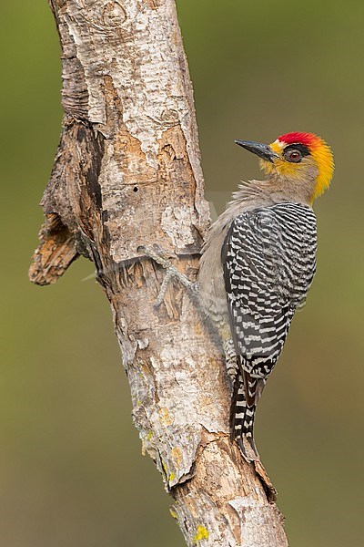 Golden-cheeked Woodpecker (Melanerpes chrysogenys) in mexico stock-image by Agami/Dubi Shapiro,
