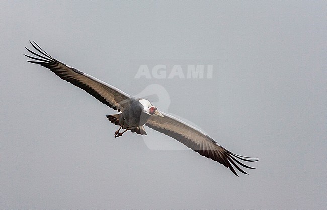 Wintering White-naped Crane (Antigone vipio) on the island Kyushu in Japan. Adult in flight, getting ready to land. stock-image by Agami/Marc Guyt,