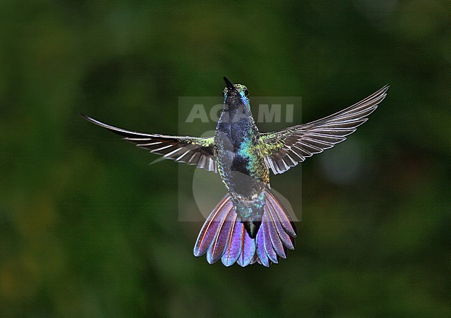 Black-throated Mango (Anthracothorax nigricollis) male in flight stock-image by Agami/Andy & Gill Swash ,