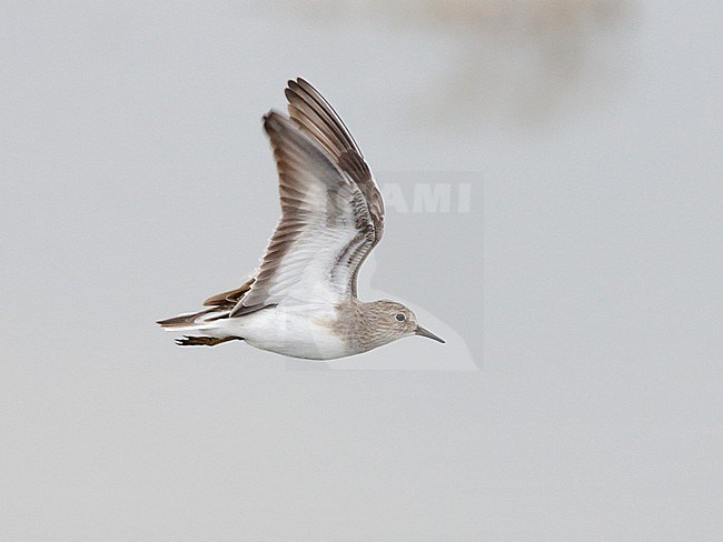 Volwassen Temmincks Strandloper in vlucht, Adult Temminck's Stint in flight stock-image by Agami/Mike Danzenbaker,