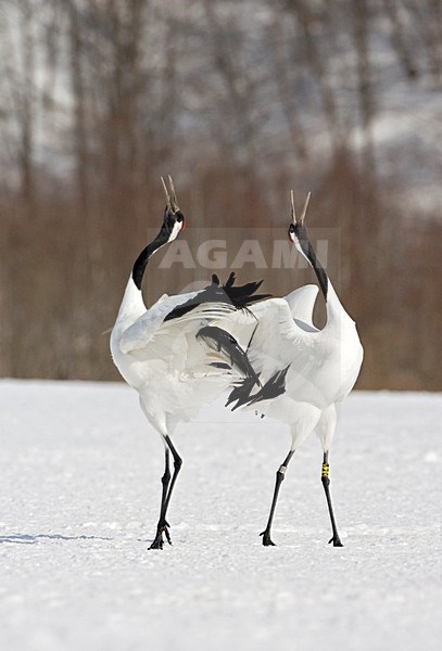 Red-crowned Crane display; Chinese Kraanvogel baltsend stock-image by Agami/Marc Guyt,