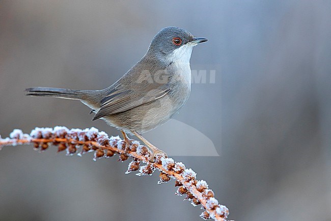 Sardinian Warbler (Sylvia melanocephala), side view of an adult female perched on a frost covered stem, Campania, Italy stock-image by Agami/Saverio Gatto,