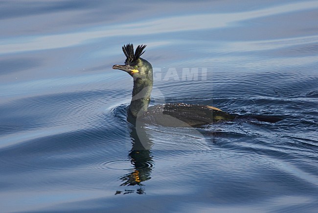 Volwassen Kuifaalscholver zwemmend; Adult European Shag swimming stock-image by Agami/Markus Varesvuo,