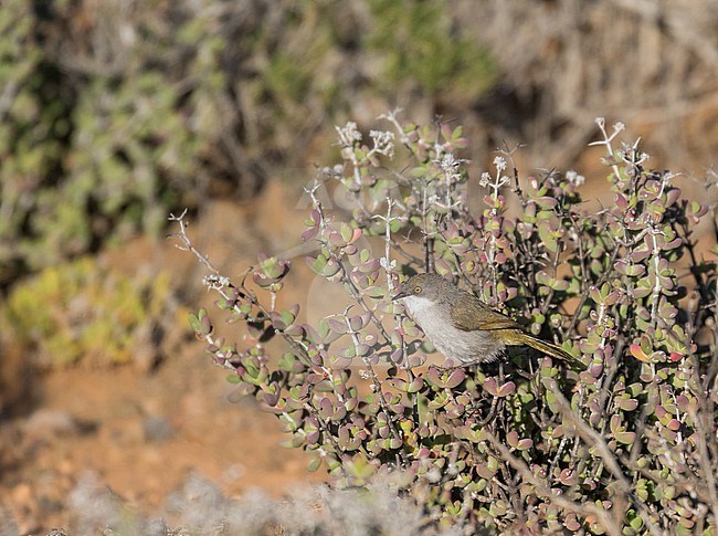 Karoo Eremomela (Eremomela gregalis) in South Africa. stock-image by Agami/Pete Morris,
