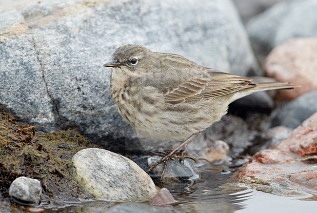 Oeverpieper aan de kust; Rock Pipit on the coast stock-image by Agami/Markus Varesvuo,