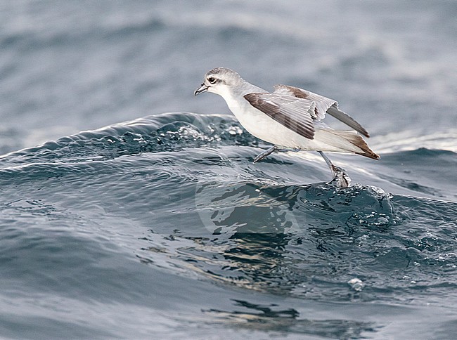 Fairy Prion (Pachyptila turtur) flying over the ocean off the coast of Kaikoura in New Zealand. Foraging in flight over slick made by chum during a chumming session. stock-image by Agami/Marc Guyt,
