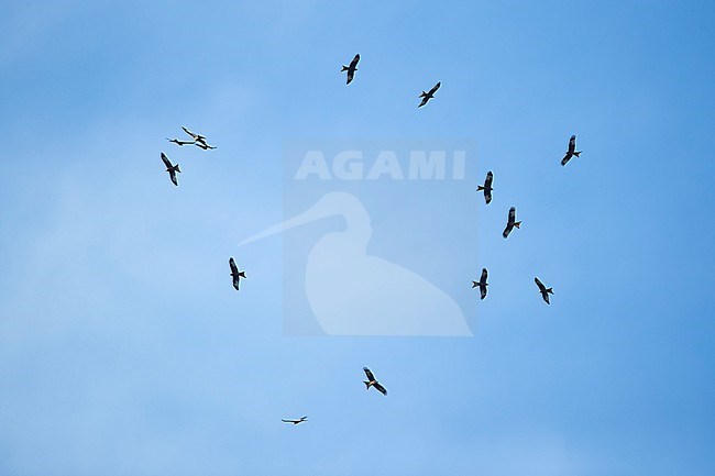 A circeling flock of Red Kites (Milvus milvus) in the blue sky stock-image by Agami/Mathias Putze,