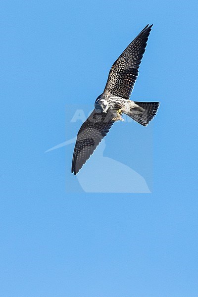 Eurasian Hobby (Falco subbuteo) in flight during autumn migration in Bulgaria stock-image by Agami/Marc Guyt,
