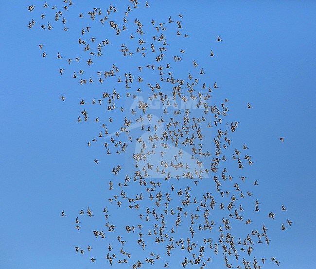Groep Grutto's in vluch; Flock of Black-tailed Godwits in flight stock-image by Agami/Jacques van der Neut,