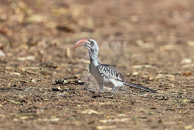 Western Red-billed Hornbill (Tockus kempi) feeding on the ground. stock-image by Agami/David Monticelli,