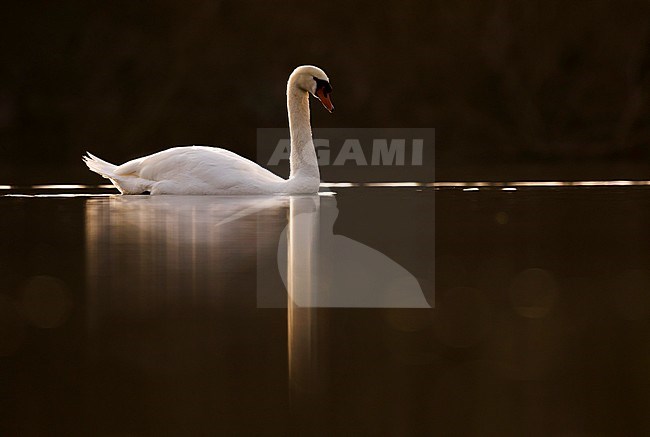 Adult Mute Swan (Cygnus olor) swimming on a lake in Germany (Baden-Württemberg). With backlight. stock-image by Agami/Ralph Martin,