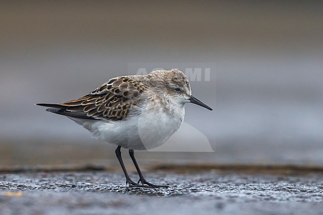 Kleine Strandloper in winterkleed; Little Stint in winterplumage stock-image by Agami/Daniele Occhiato,