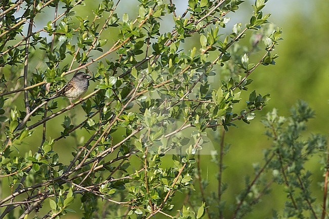 Black-faced Bunting - Maskenammer - Emberiza spodocephala ssp. spodocephala, Russia (Baikal), adult male stock-image by Agami/Ralph Martin,