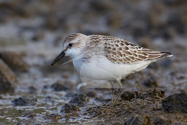Foeragerende Grijze strandloper, Foraging Semipalmated Sandpiper stock-image by Agami/Daniele Occhiato,