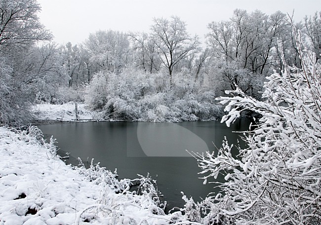 Dordtse Biesbosch in de winter; Dordtse Biesbosch in winter stock-image by Agami/Hans Gebuis,