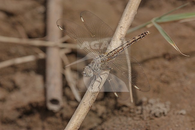 Onvolwassen vrouwelijke Mantelgrondlibel, Immature female immature female stock-image by Agami/Paul Schrijvershof,