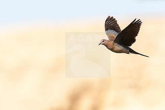 Laughing Dove (Streptopelia senegalensis) in Israel. stock-image by Agami/Marc Guyt,
