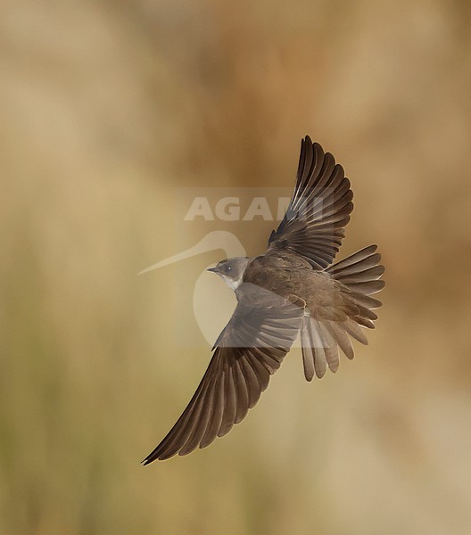 Sand Martin (Riparia riparia) in dunes of Texel, Netherlands. stock-image by Agami/Marc Guyt,