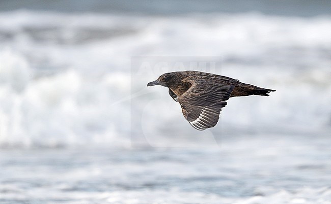First-winter dark phase Great Skua (Stercorarius skua) flying low over the beach at Skummelev Beach, Halland, Sweden. stock-image by Agami/Helge Sorensen,