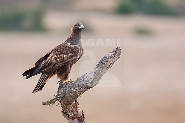Adult
Santa Barbara Co., CA
November 2023 stock-image by Agami/Brian E Small,