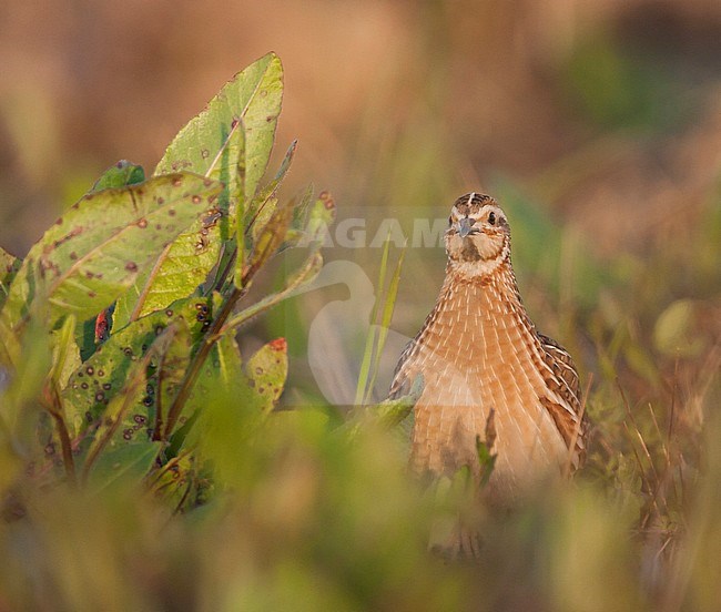 Quail - Wachtel - Coturnix coturnix ssp. coturnix, Spain (Mallorca), adult stock-image by Agami/Ralph Martin,