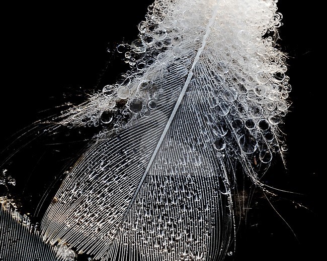 Feathers floating on the water stock-image by Agami/Wil Leurs,