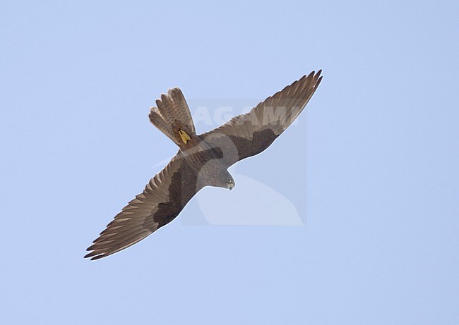 Eleonora's Valk in vlucht; Eleonora's Falcon (Falco eleonorae) stock-image by Agami/Mike Danzenbaker,